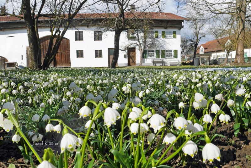 Dirlewanger Frühling